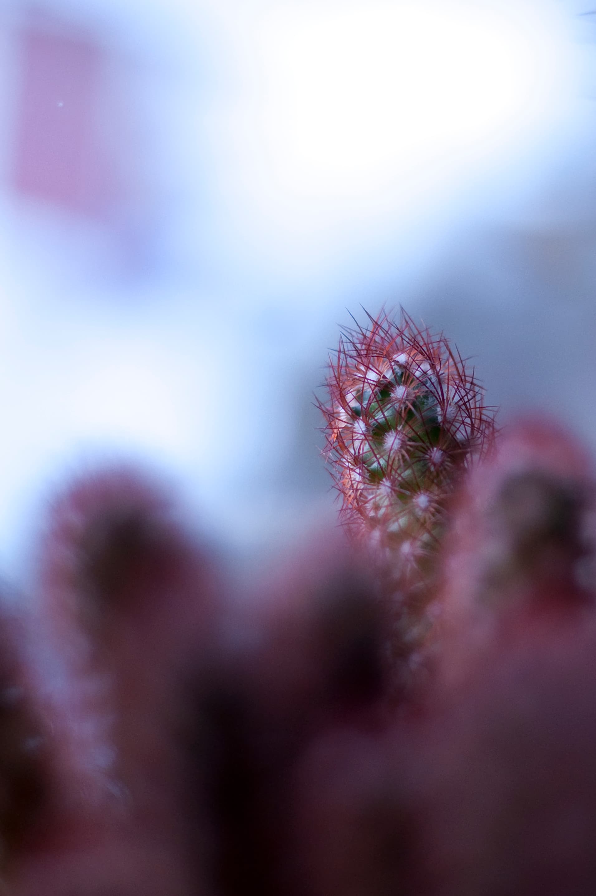 Nahaufnahme eines Kaktus.