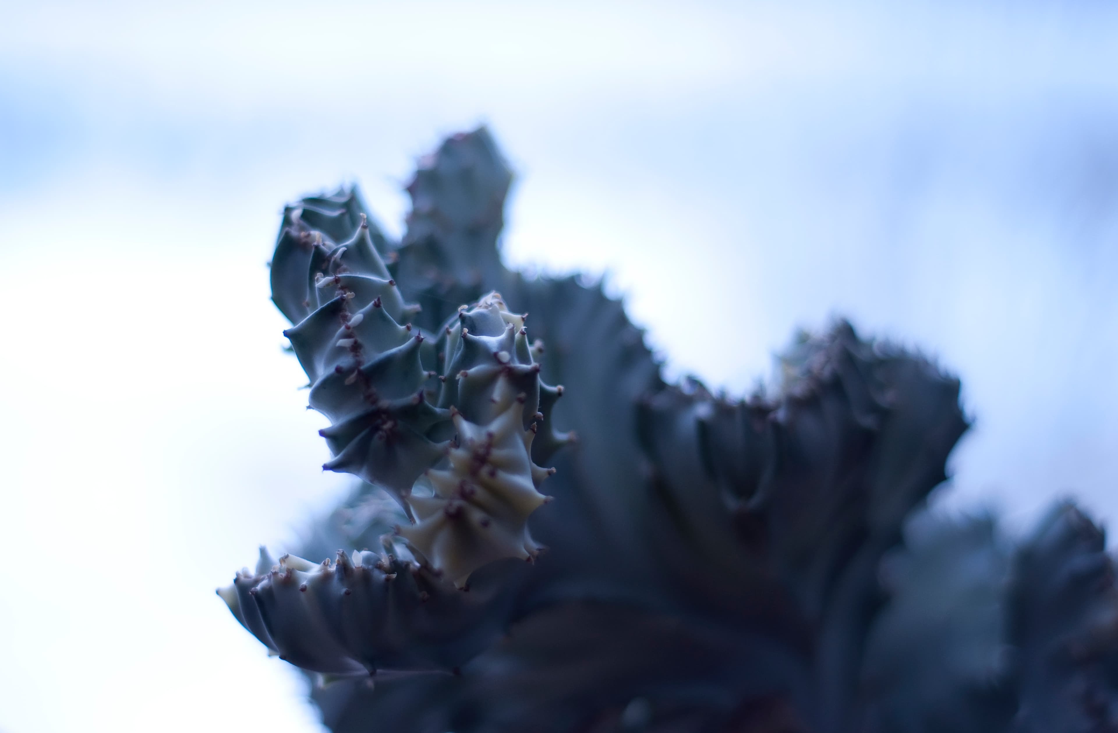 Nahaufnahme eines Kaktus.