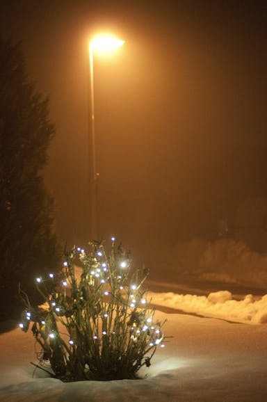 Nachtaufnahme einer Laterne und eines Busches mit Weihnachtsbeleuchtung im Schnee.